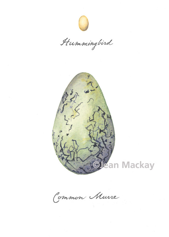 Hummingbird and Murre Eggs. watercolor. 8x10
