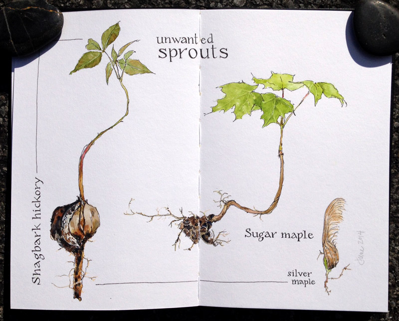 Unwanted Sprouts