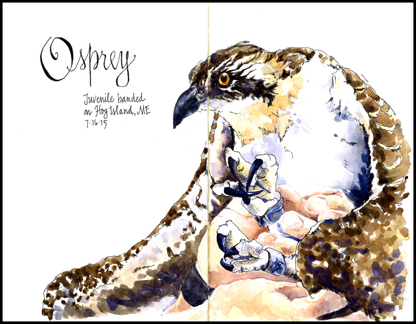 HogIs_Osprey_2015_mackay