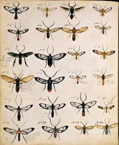 Henry Walter Bates, Insects of the Amazon