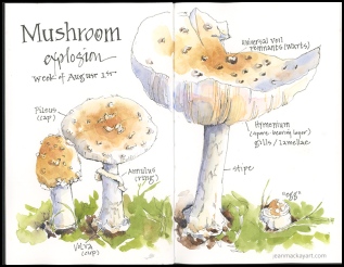 mushroom explosion 2018