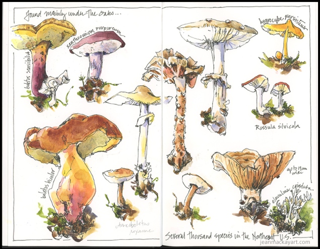 mushrooms 2018