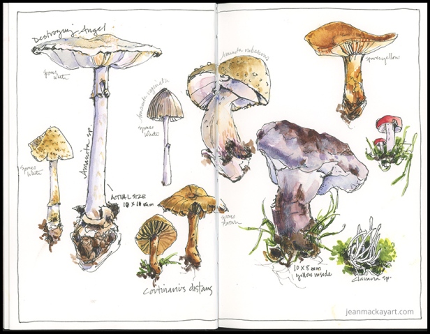mushrooms 02 - 2018