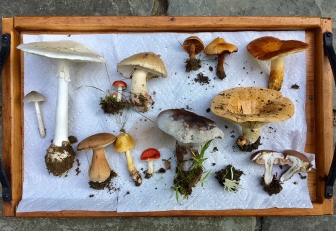 Mushroom- collection 2018