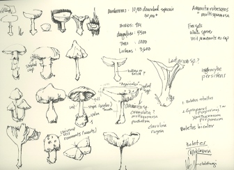 mushroom-notes 2018