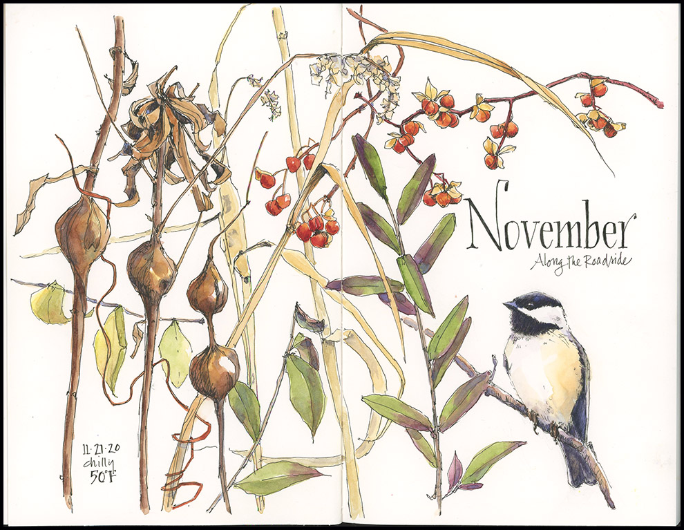 Black Capped Chickadee Drawn In